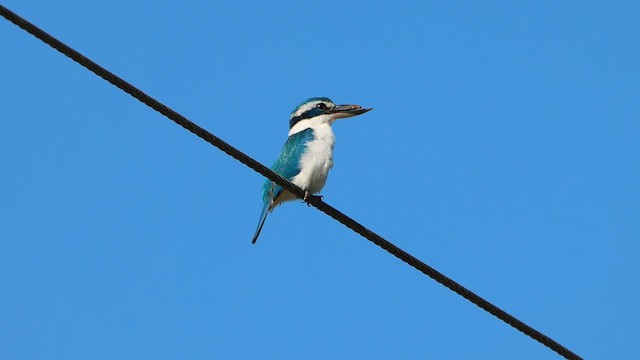 Pacific Kingfisher - ML608602151