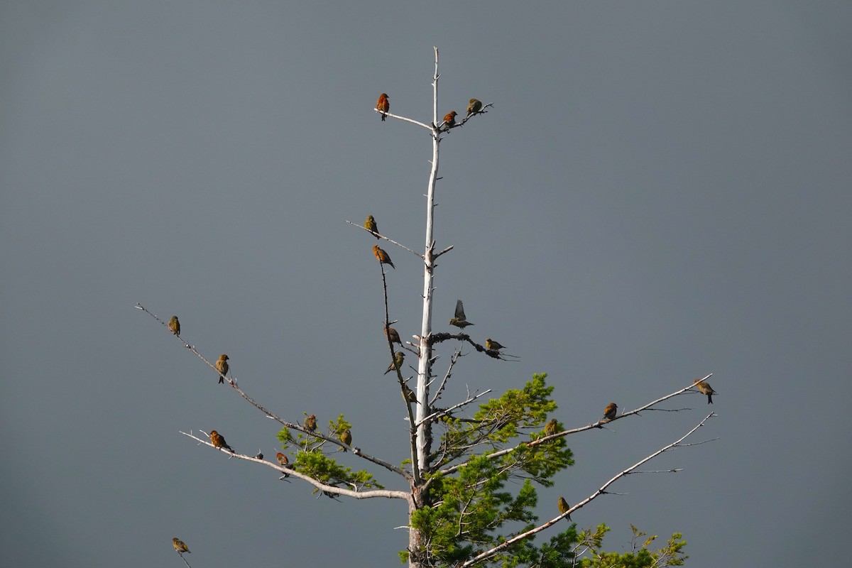 Red Crossbill (Western Hemlock or type 3) - Cliff Cordy