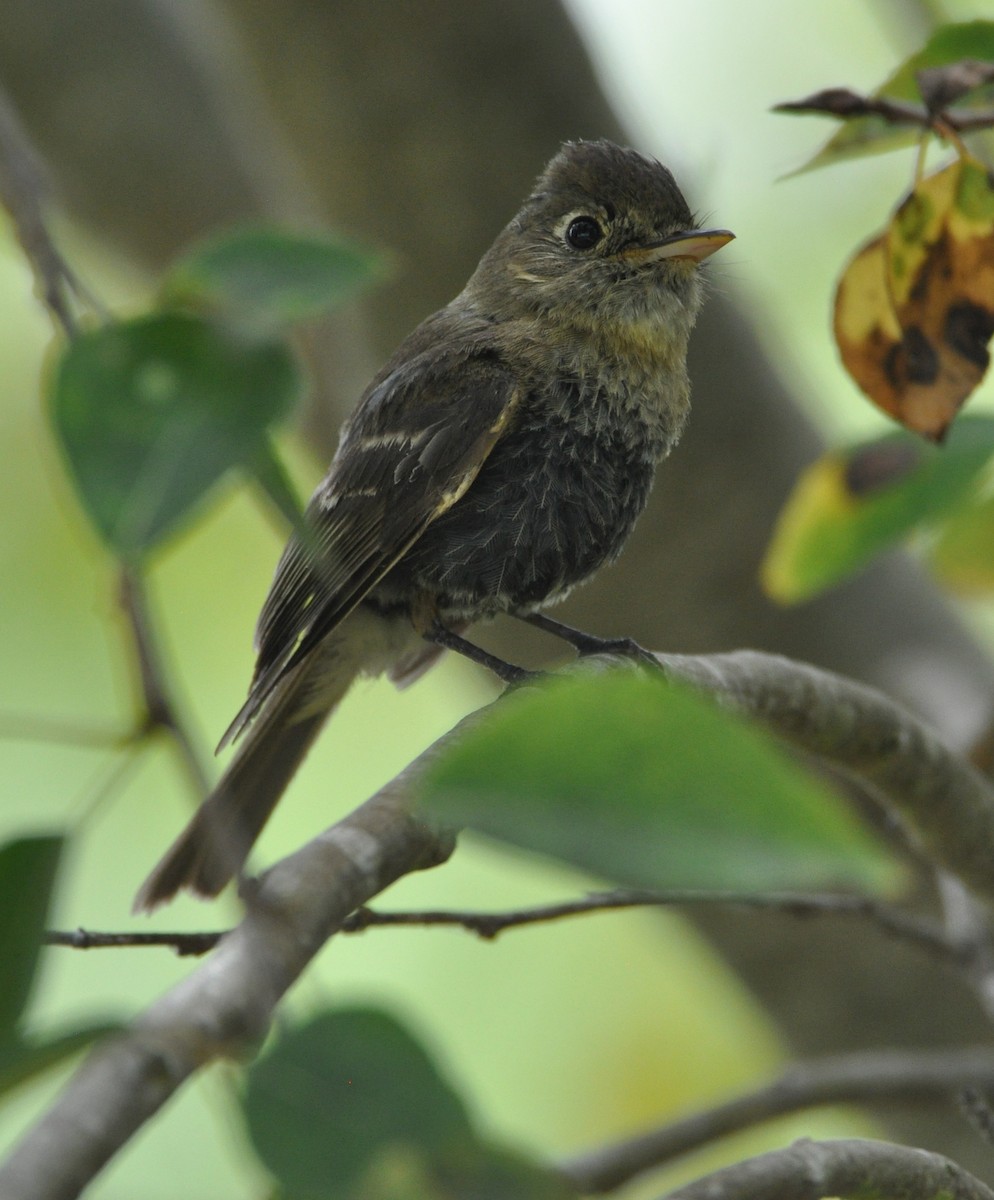 Western Flycatcher (Pacific-slope) - ML608602263