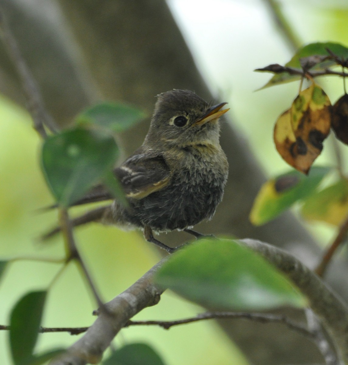 Western Flycatcher (Pacific-slope) - ML608602264