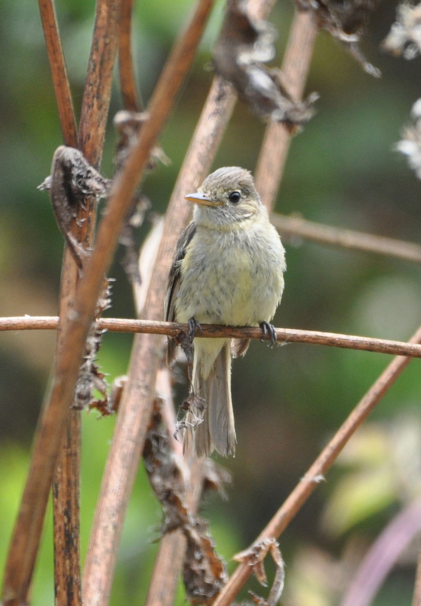 Western Flycatcher (Pacific-slope) - ML608602265