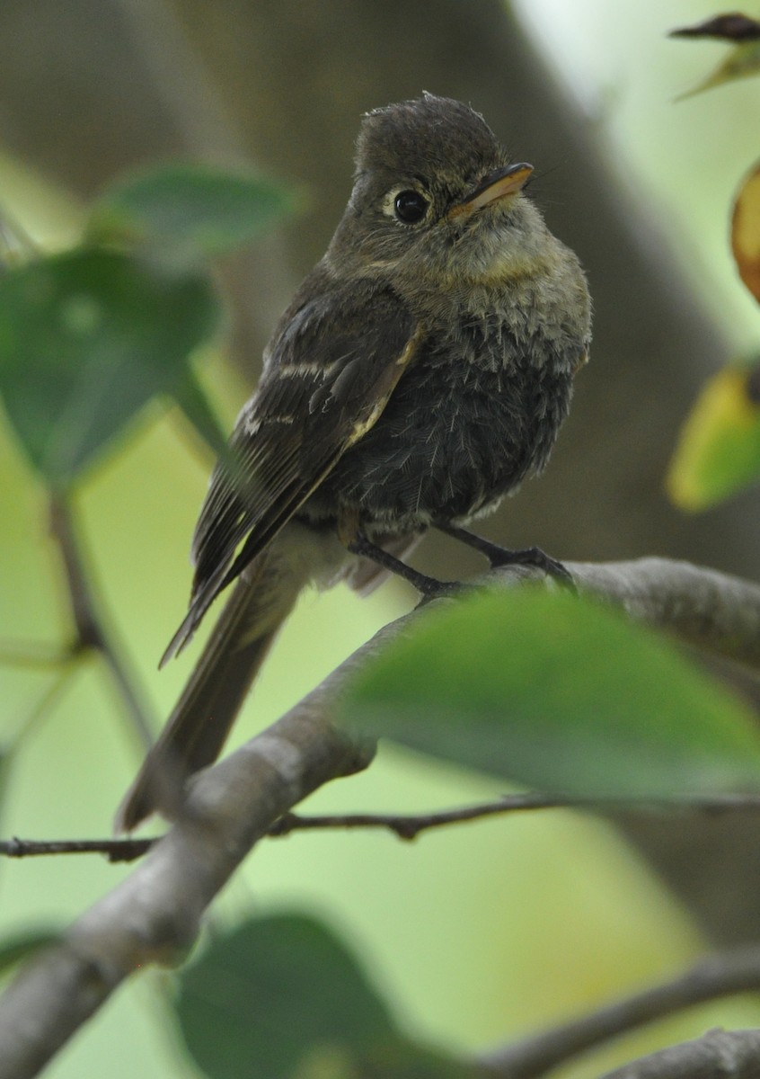 Western Flycatcher (Pacific-slope) - ML608602266