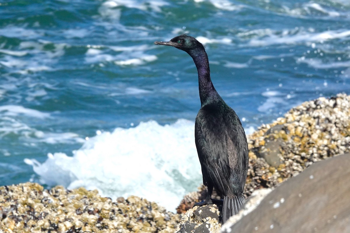 Pelagic Cormorant - ML608602349