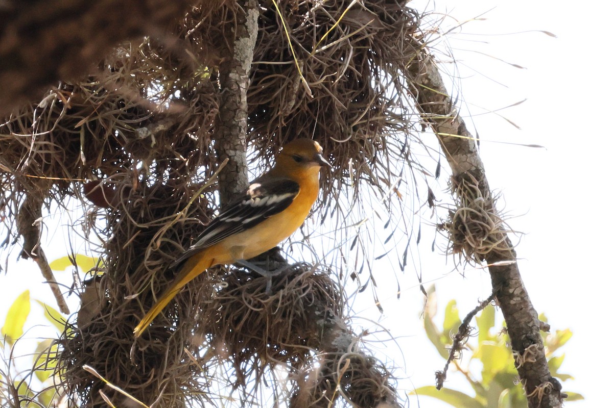 Bullock's Oriole - ML608602352