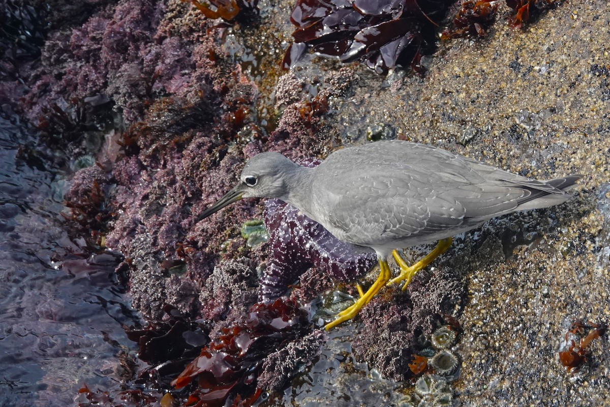 Wandering Tattler - ML608602421