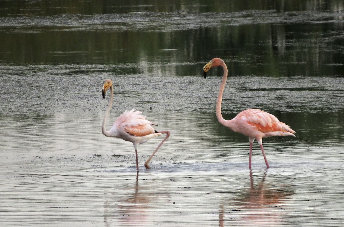 American Flamingo - ML608602445