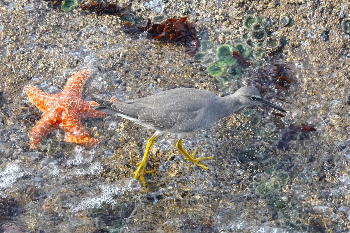 Wandering Tattler - ML608602454