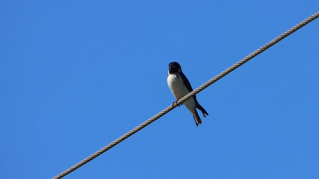 Fiji Woodswallow - ML608602489