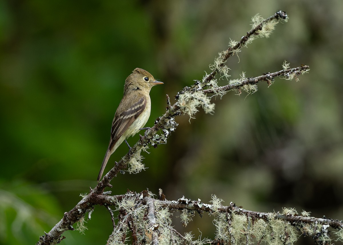 Western Flycatcher (Pacific-slope) - ML608602515