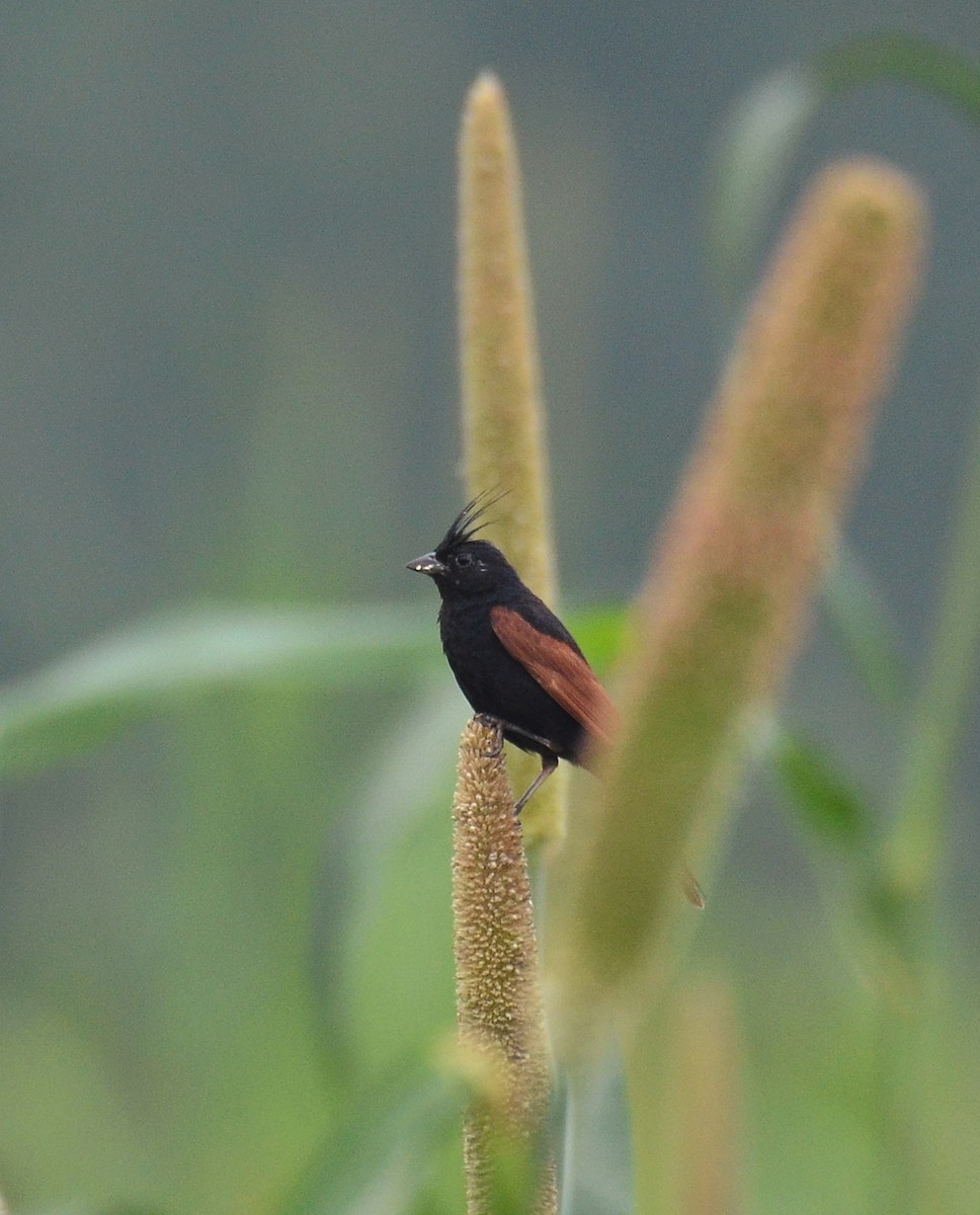 Crested Bunting - ML608602564