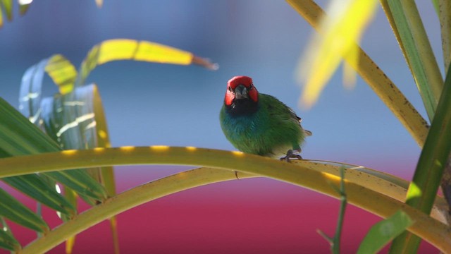 Fiji Papağan İspinozu - ML608602714