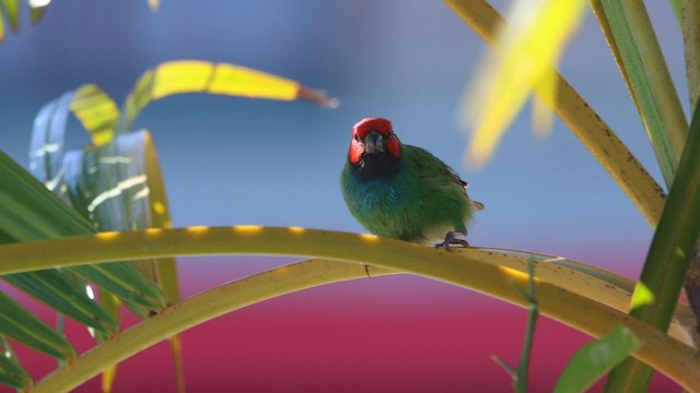 Fiji Parrotfinch - ML608602714