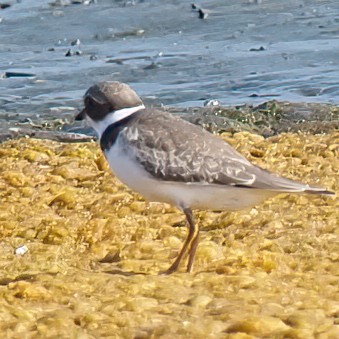 Semipalmated Plover - ML608602728
