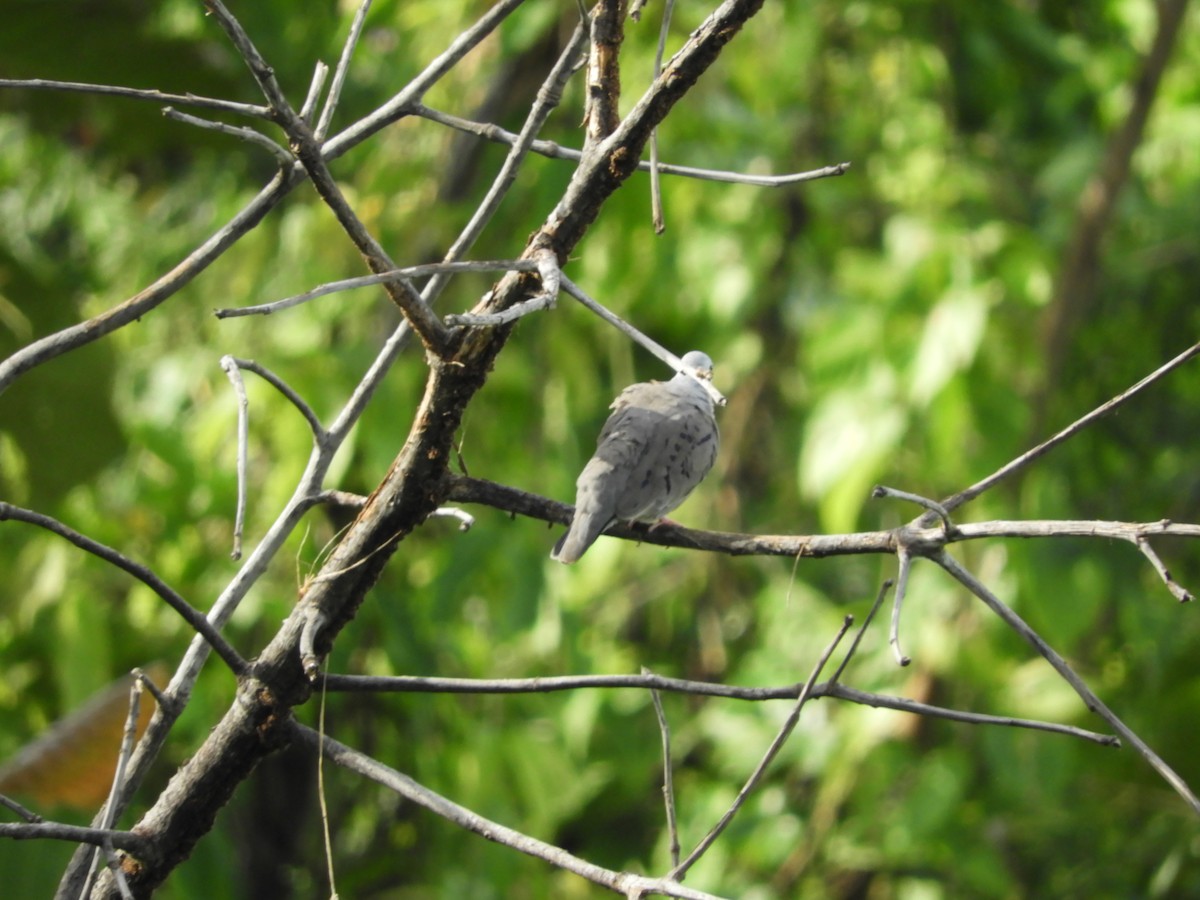 Plain-breasted Ground Dove - ML608602730