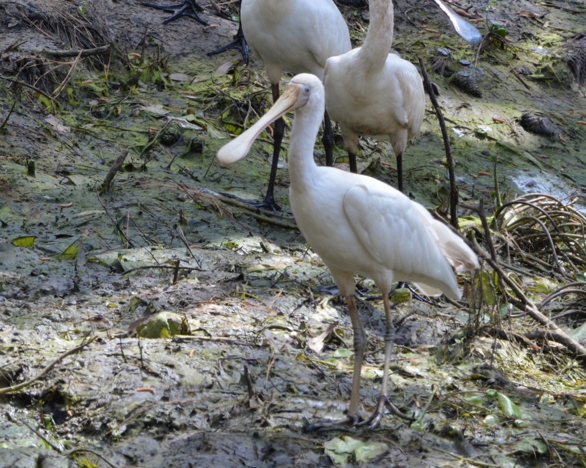 Yellow-billed Spoonbill - ML608602742
