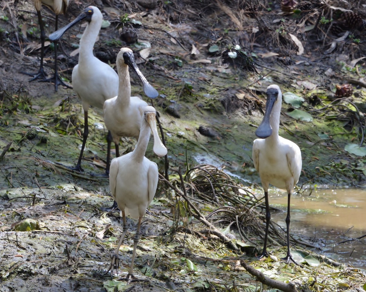 Royal Spoonbill - ML608602744