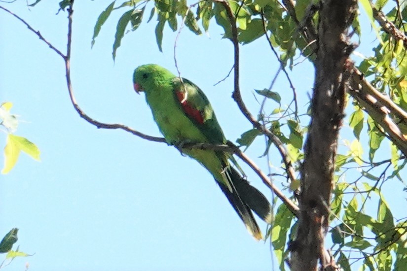 Olive-shouldered Parrot - ML608602773