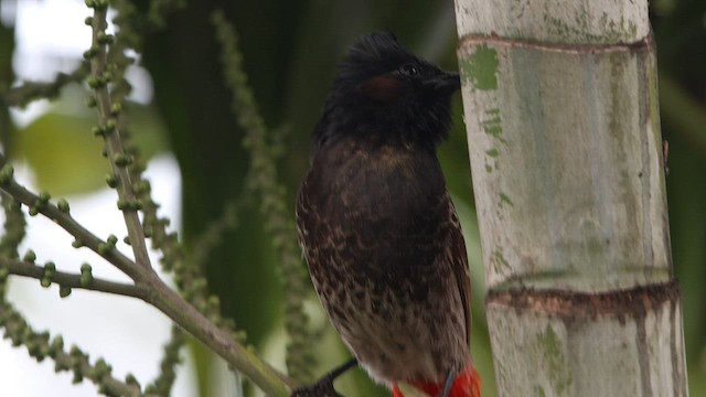 Bulbul à ventre rouge - ML608602799