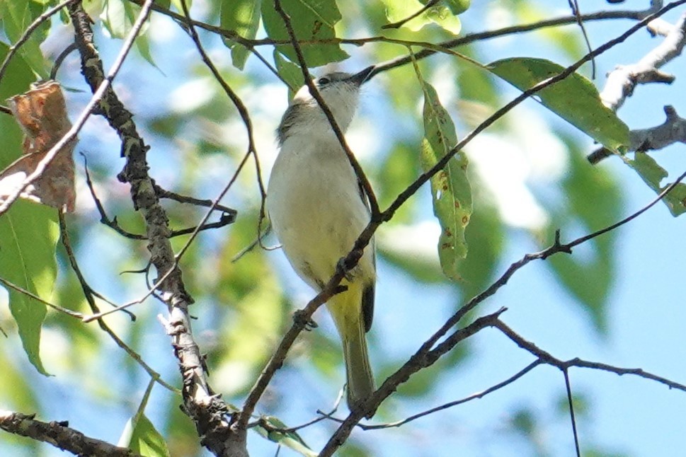 Fawn-breasted Whistler - Steve Kornfeld