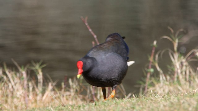 Gallinule sombre - ML608603175