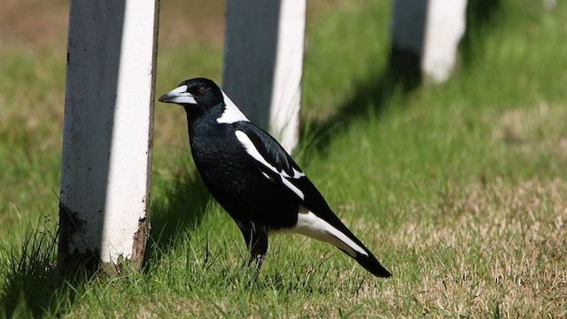 Australian Magpie - ML608603178