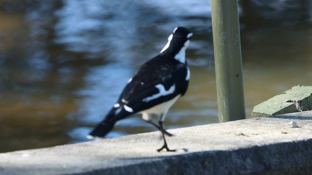 Magpie-lark - ML608603285