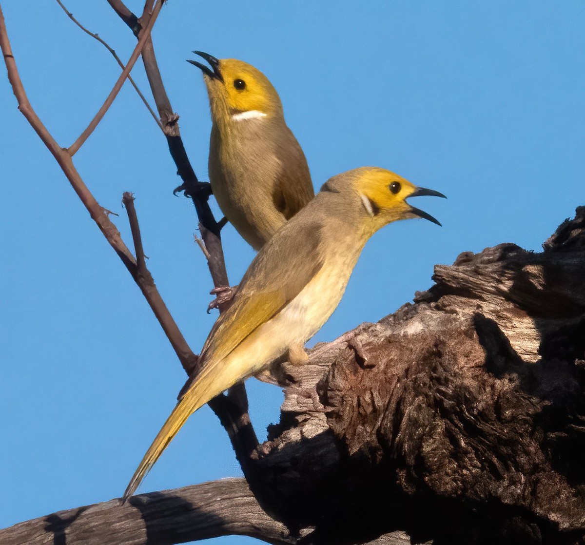 White-plumed Honeyeater - ML608603316