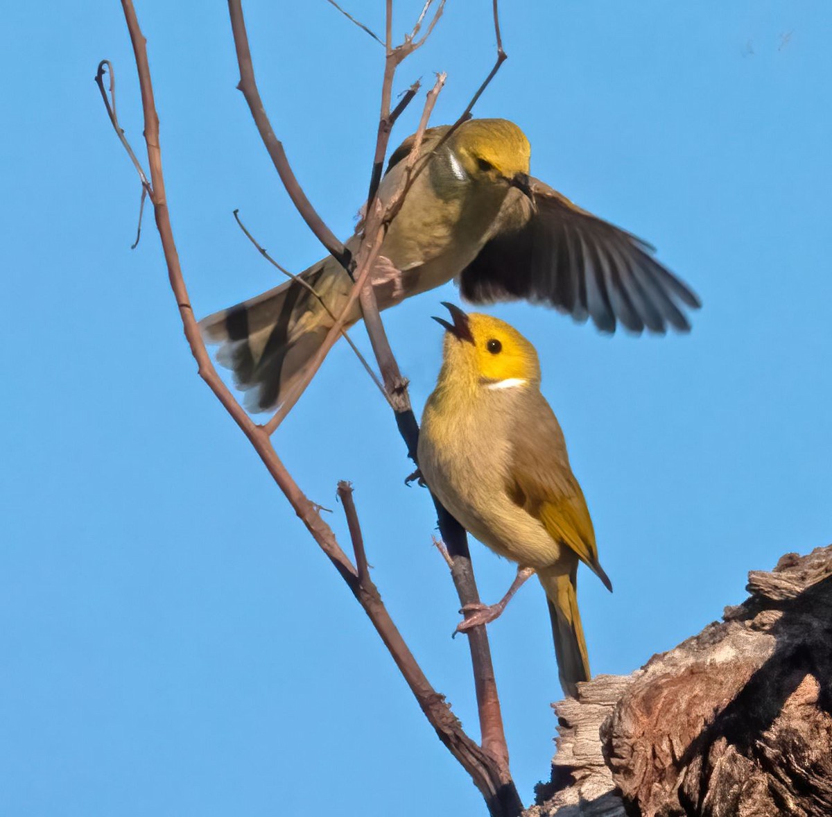 White-plumed Honeyeater - ML608603317