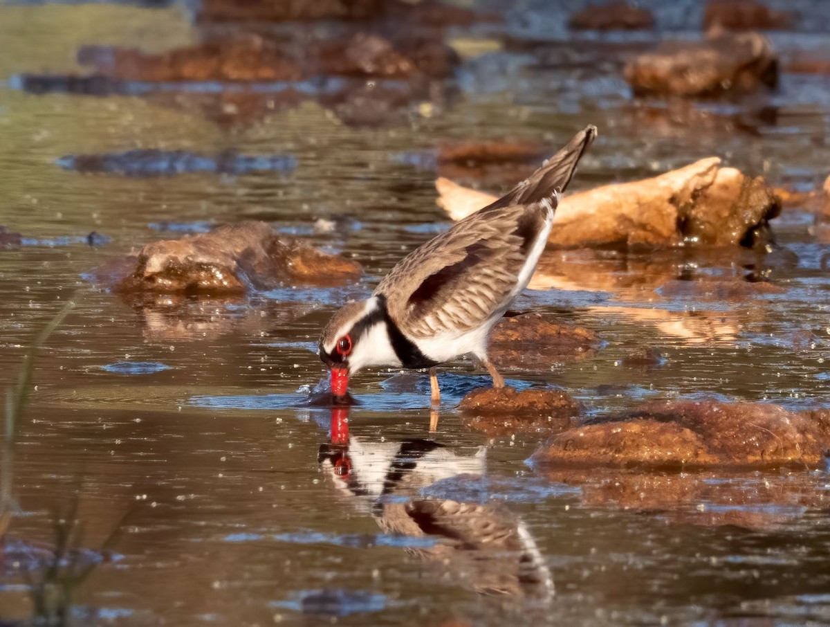 Black-fronted Dotterel - ML608603338