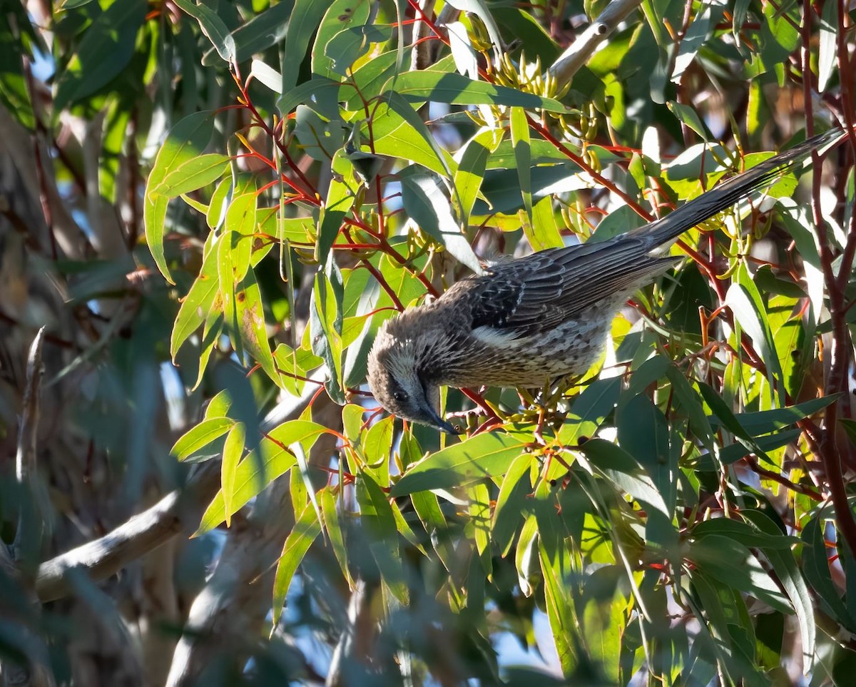 Western Wattlebird - ML608603443