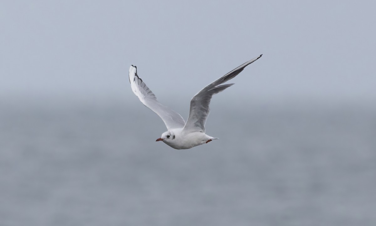 Mouette rieuse - ML608603473