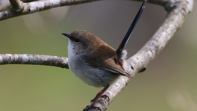 Superb Fairywren - ML608603510