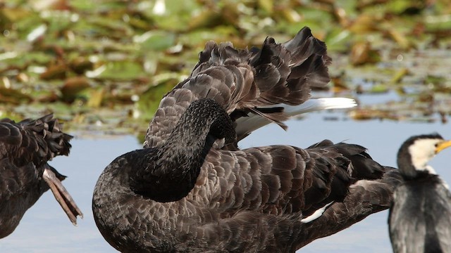 Black Swan - ML608603518