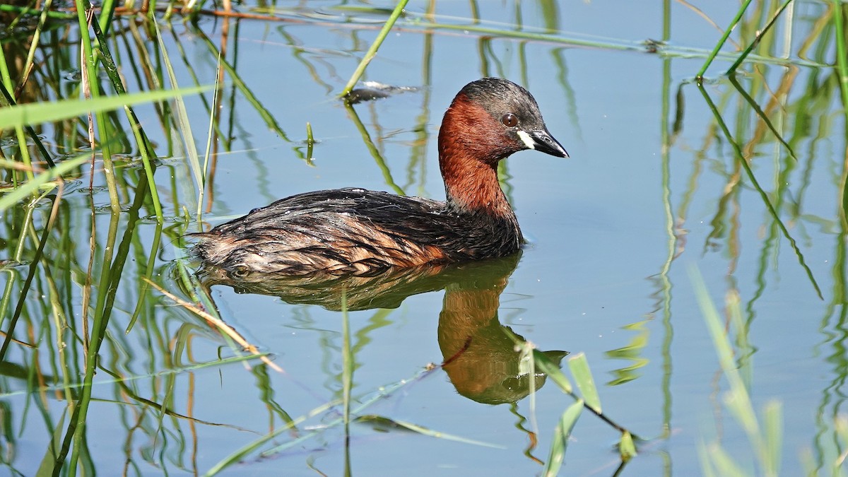 Little Grebe - ML608603520