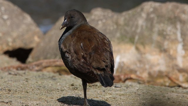 Dusky Moorhen - ML608603537