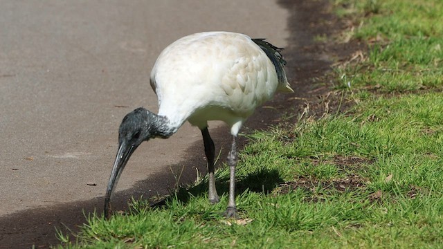 ibis australský - ML608603539