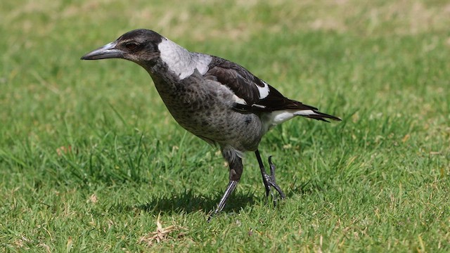 Australian Magpie - ML608603544