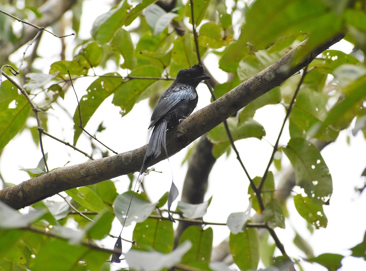 Greater Racket-tailed Drongo - ML608603554