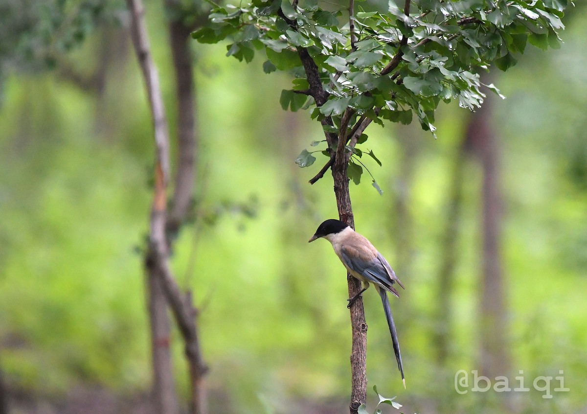 Azure-winged Magpie - ML608603636