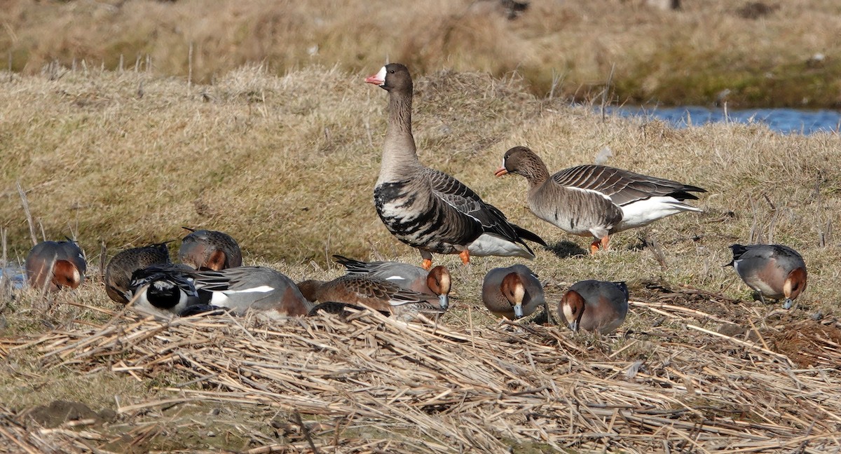 Greater White-fronted Goose - ML608603661