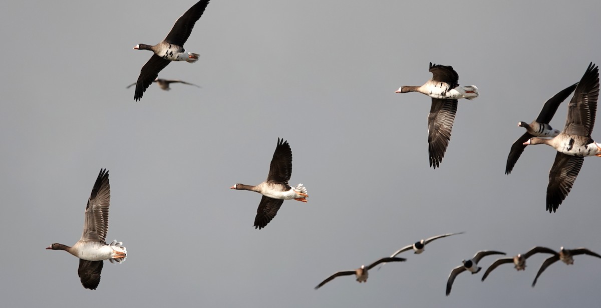 Greater White-fronted Goose - ML608603665