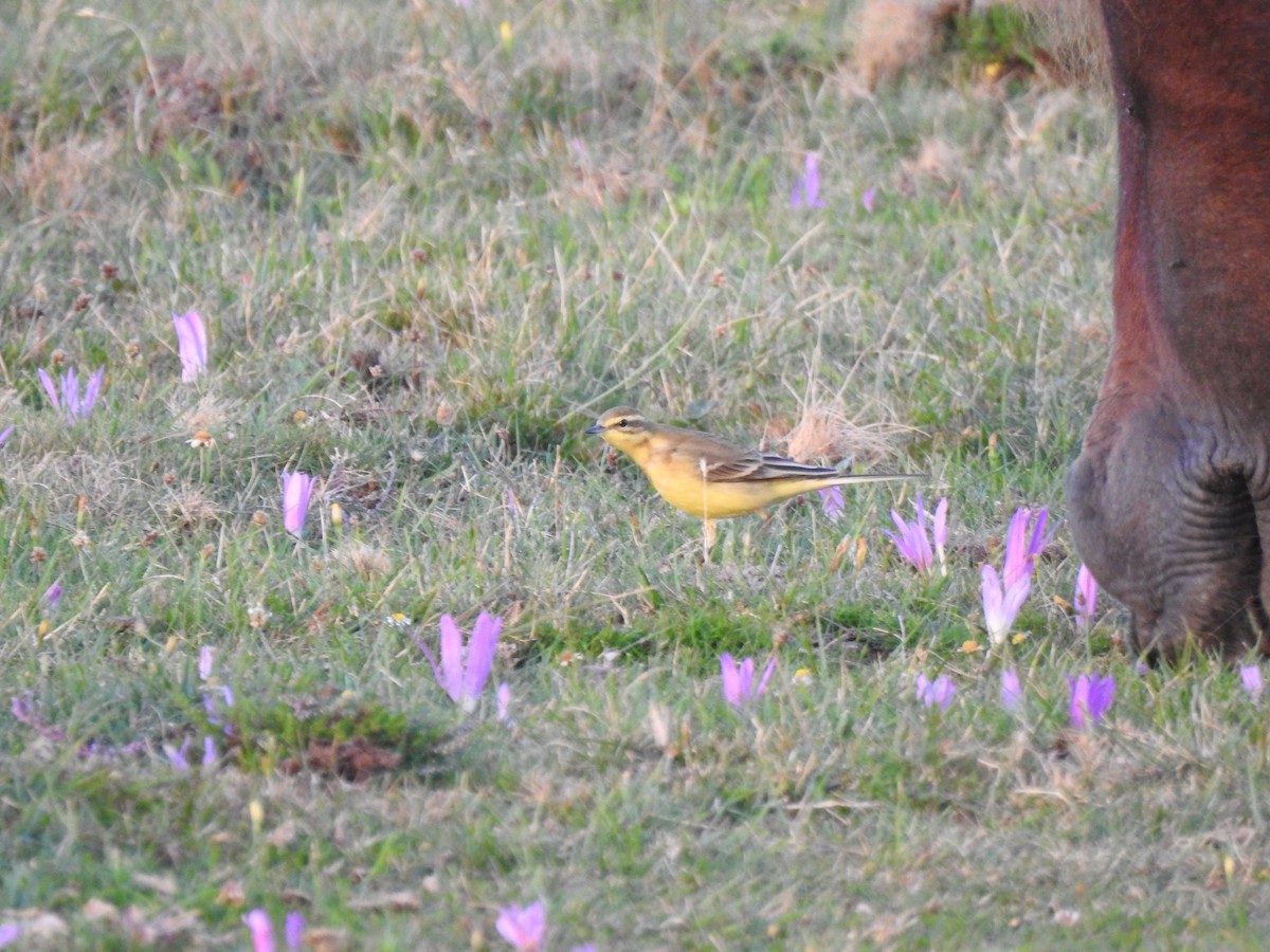 Western Yellow Wagtail (flavissima) - ML608603705
