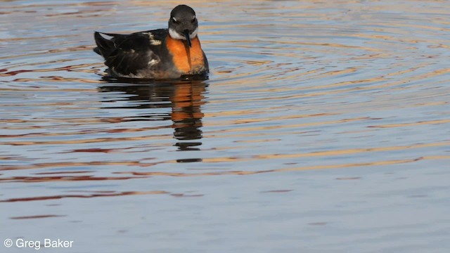 Red-necked Phalarope - ML608603742