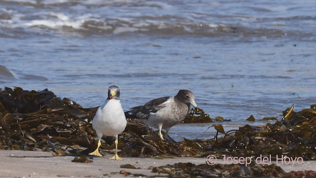 Belcher's Gull - ML608603847