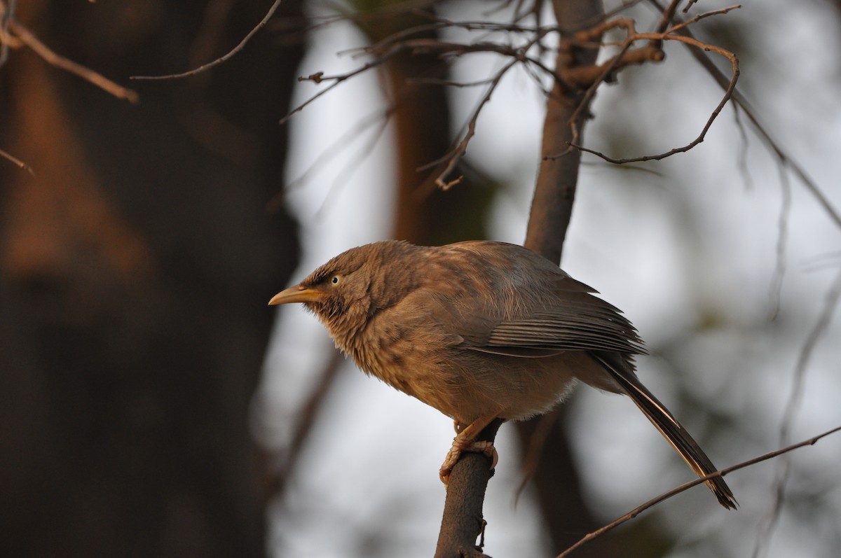 Jungle Babbler - ML608603860