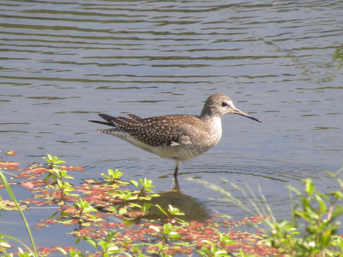 Lesser Yellowlegs - Manuel Pérez R.