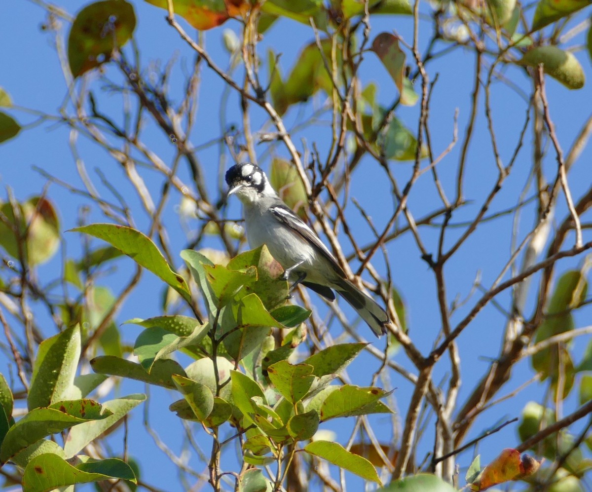 White-eared Monarch - ML608603990