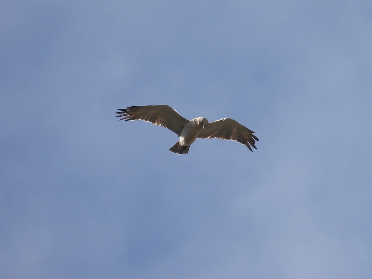 Short-toed Snake-Eagle - ML608604047