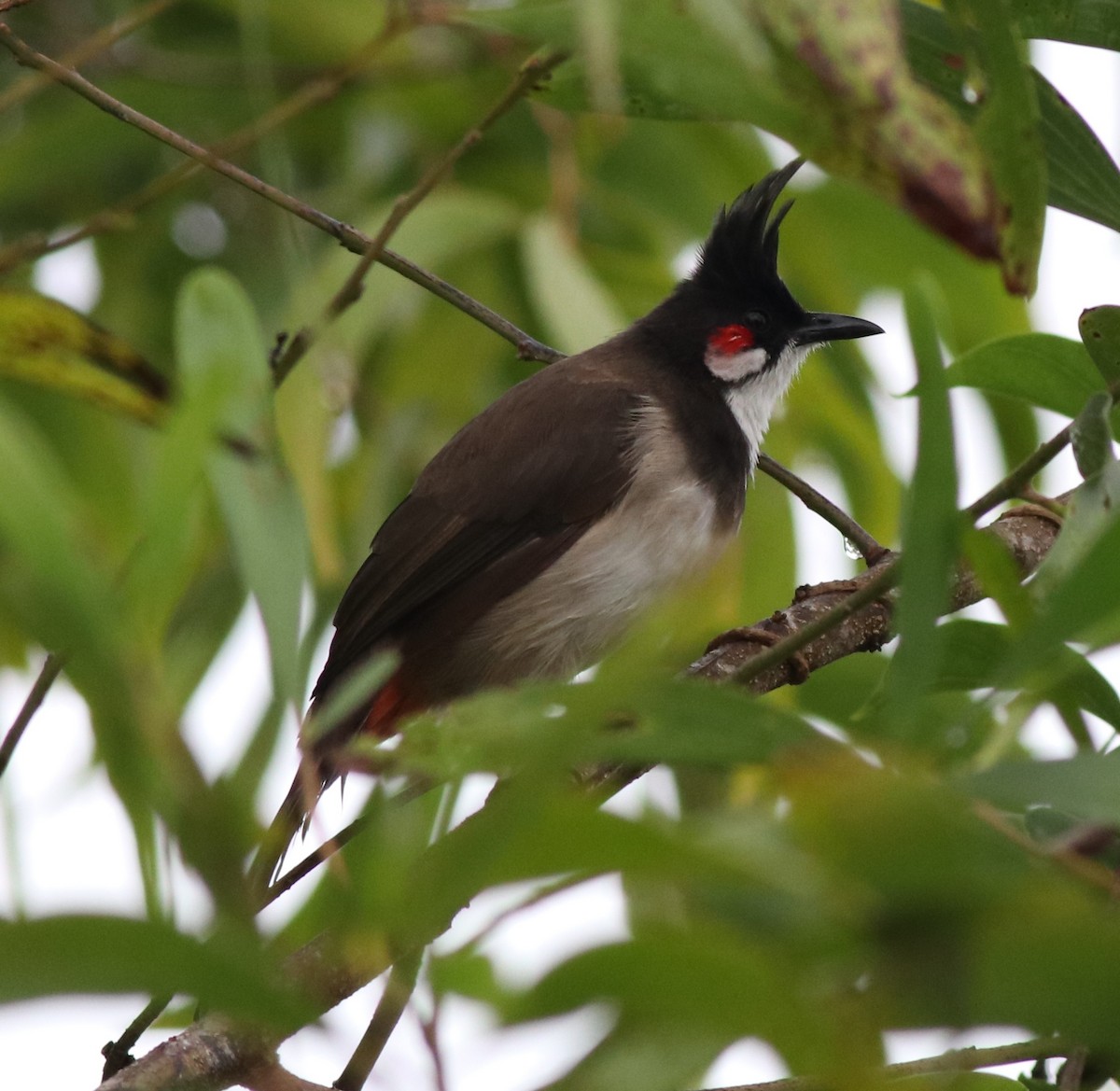 Red-whiskered Bulbul - ML608604062