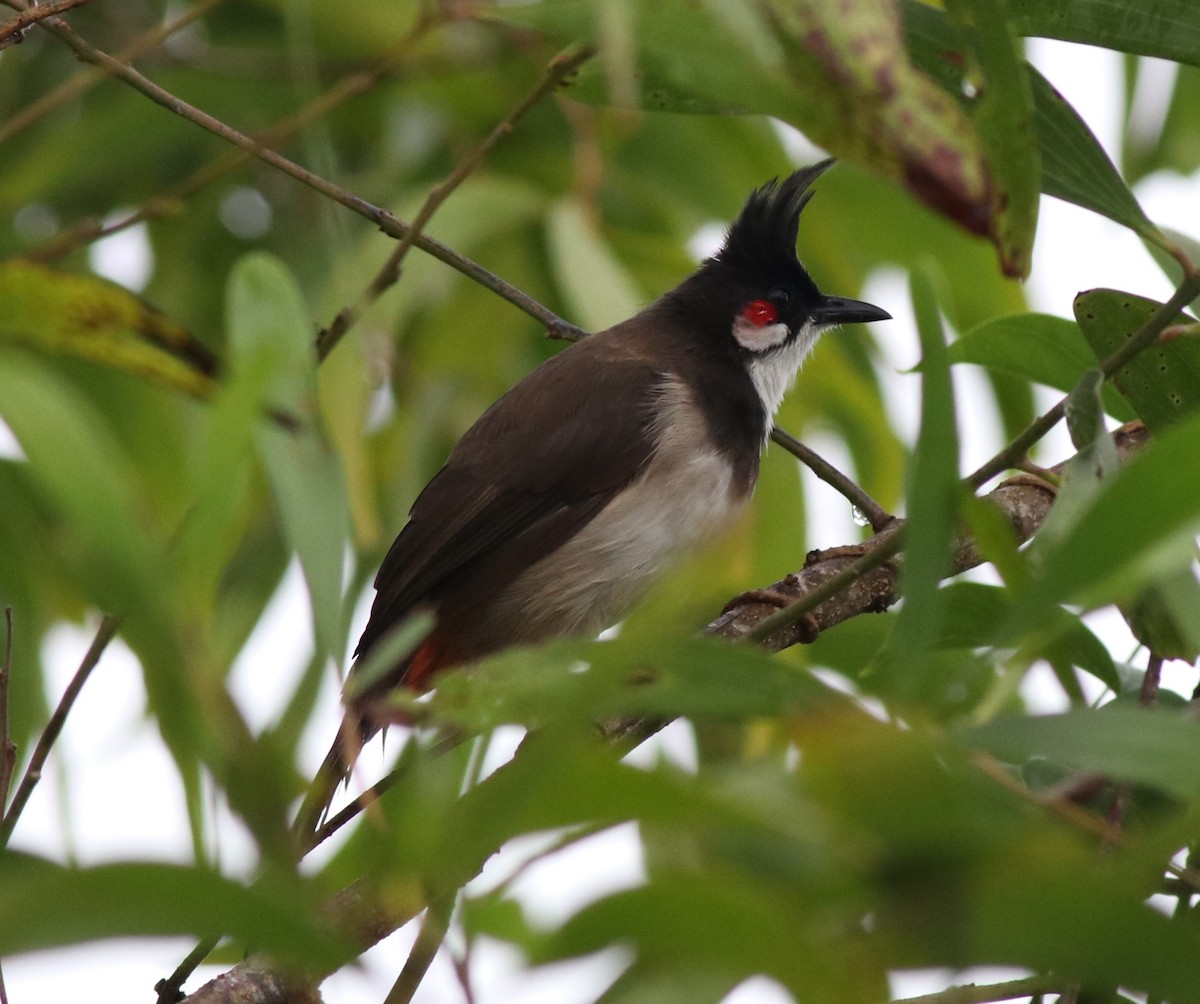 Red-whiskered Bulbul - ML608604063